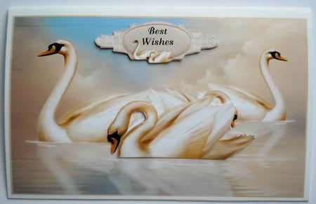 Swan Lake 5 by Sharon Wilson