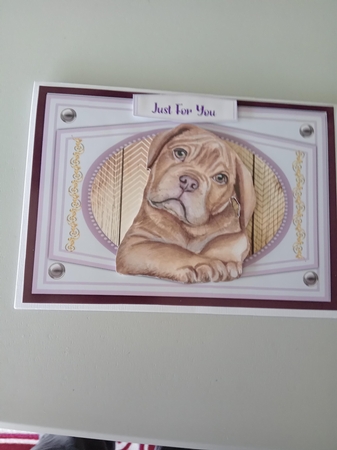 A5, Beautiful Dodue de Bordeaux by Linda Wright