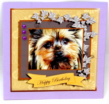Sweet Paws Yorkshire Terrier by Linda Wright