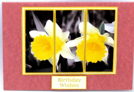 Daffodil Panel by Linda Wright