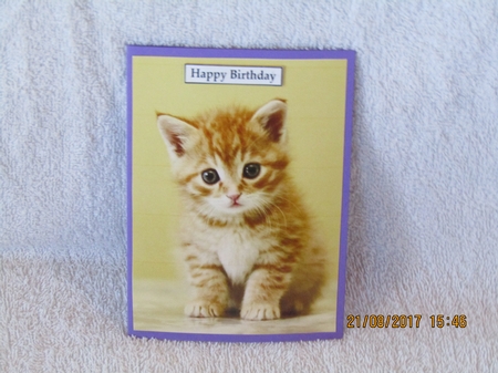 Cute Ginger Kitten 2 A5 Quick Card by Linda Wright