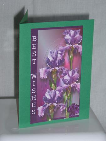Raining Flowers Iris by Linda Wright