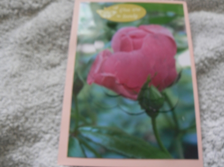 Pink Rose Scalloped Pyramid by Laura Jones