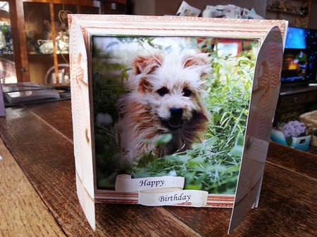 THROUGH THE GATES  MULTI USE UNISEX 6x6 HIDE & SEEK 2 DOG by Ann Davies