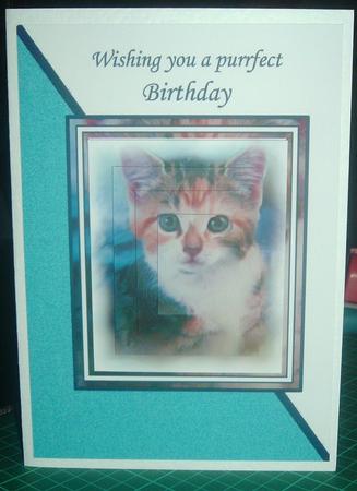 Cute Kitten Card Front by Catherine Nelson