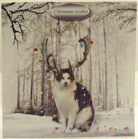 cat in lights by Irene Woods