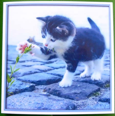 Cute Kitten Quick Card by Irene Woods