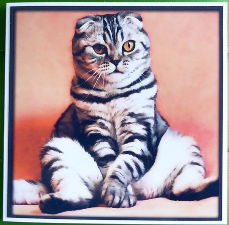 Funny Cat Quick Card 4 by Irene Woods