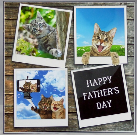 FUNNY CATS by Irene Woods