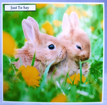 Cute Bunnies 8x8 Quick Card by Irene Woods