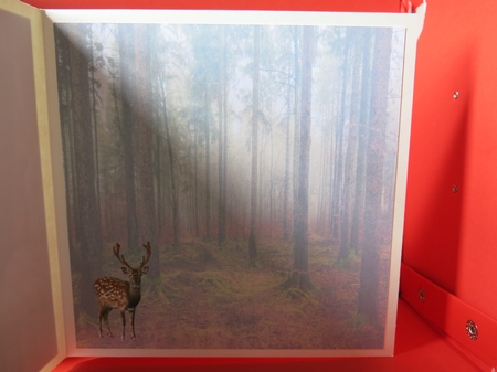 deer at play by Glenys Linehan