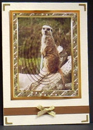 Meerkat Birthday Wishes by Joyce Watson