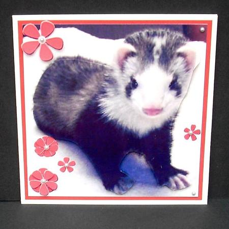 Pretty Ferret Toppers Featured Gallery Photo