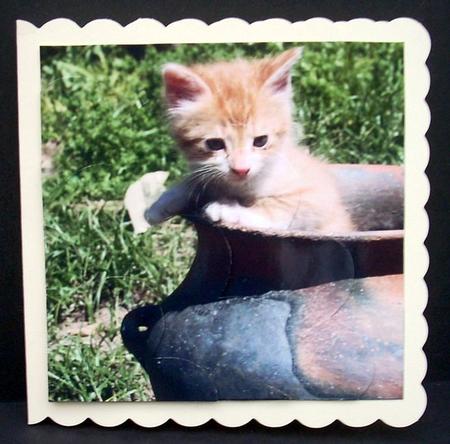 Cute Kitten in a Pot Shell Edged Corner Stacker by Joyce Watson