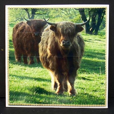 Highland Cattle Bottom Stacker by Joyce Watson