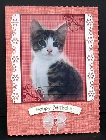 Happy Birthday Kitten by Joyce Watson