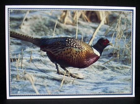 Ring-necked Pheasant Oval Pyramage by Joyce Watson