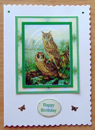 Long Eared Owl by Joyce Watson