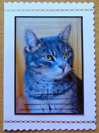 Grey Cat Pyramid by Joyce Watson