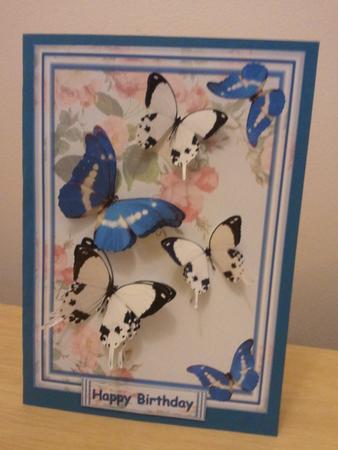 Butterflies by Alexandra Hall