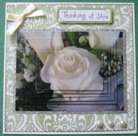 Multi Purpose Rose by Ali Sherman