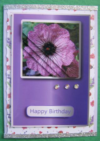 White and Purple Petunia by Ali Sherman