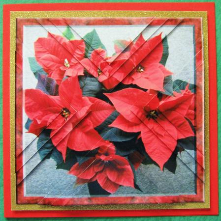 Poinsettias - Shattered Pyramid by Ali Sherman