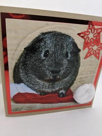 Because We Love Furries - Christmas Guinea Pig Pyrimage +tag by Ali Wade