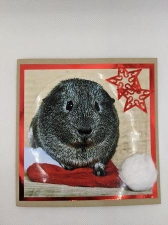 Because We Love Furries - Christmas Guinea Pig Pyrimage +tag by Ali Wade