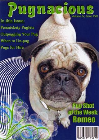 Pugnacious by Ali Wade