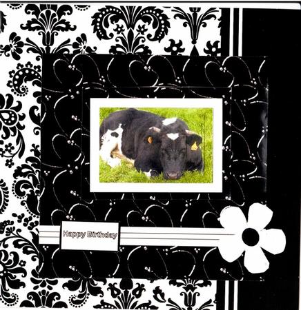 Black and White Cow by Ali Wade