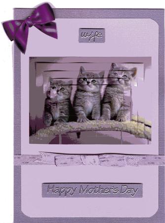 Three Cute Little Kittens Pretty in Pink by Amy Cummings