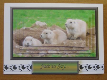 Gopher Group Pyramid by Andrea Maloney