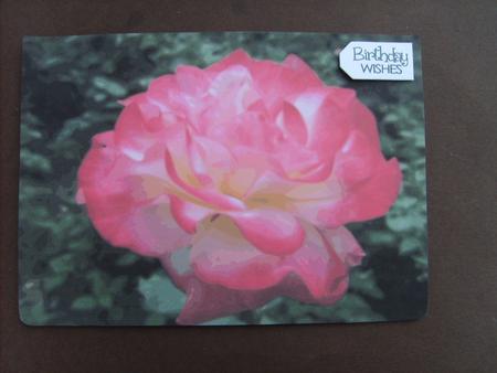 Pink Rose Background by ANGELA STYLES