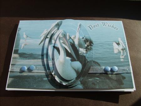 Pelicans by ANGELA STYLES