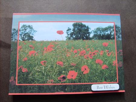 Pretty Poppy Pictures by ANGELA STYLES
