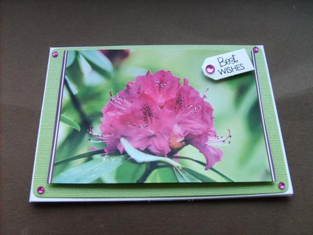 Rhododendron Flowers by ANGELA STYLES