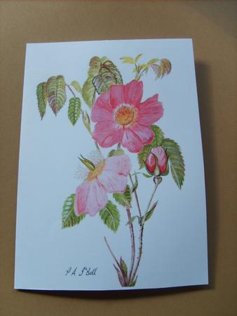 Dog Rose Watercolour Print & Fold Card - Sympathy by ANGELA STYLES
