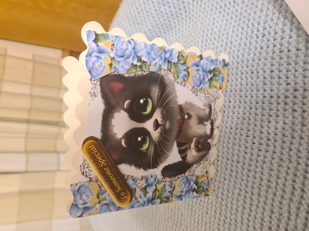 Pretty blue roses, lace and cute kitty 8x8 by Anita chambers