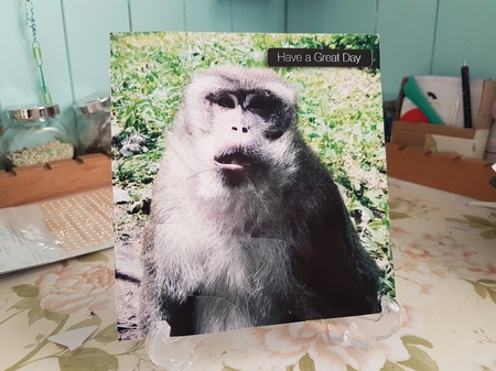 Cute Monkey Shell Edged Corner Stacker by Anita chambers
