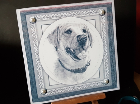 Beautiful Grey Golden Retriever 8x8 by Anita chambers