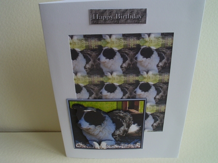 Border Collie 3D Decoupage with Background by Ann Blackman