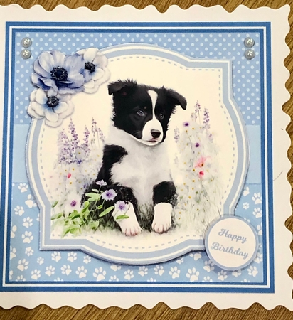 BORDER COLLIE PUPS by Ann Ramsell