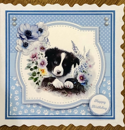 BORDER COLLIE PUPS by Ann Ramsell