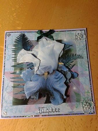Irresistible Iris by Ann-Marie Mathiesen