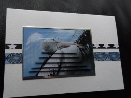 Eye of the Pelican by Ann McKenzie