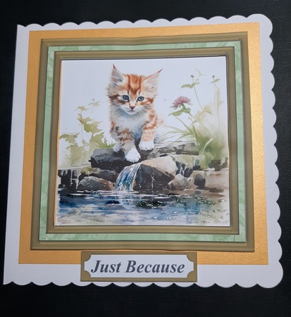 Pond side kitten card front 9 by Lorrae Nicklen
