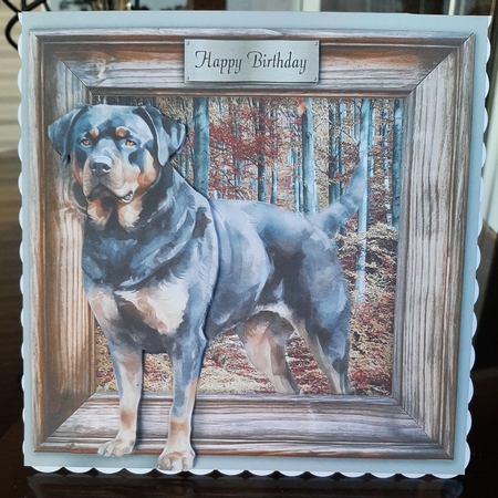 Rottweiler by Lorrae Nicklen