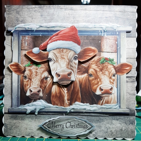Christmas Cows by Lorrae Nicklen