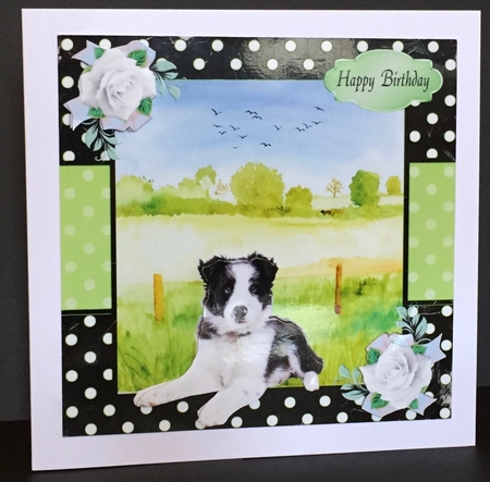 Black & White Dog by Anne Sutherland